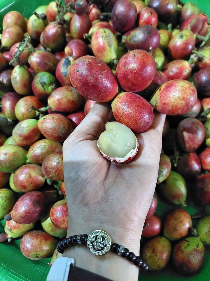 Buah Matoa merah fresh baru panen