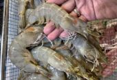 Udang Kupas Utuh Cumi Ikan Baronang
