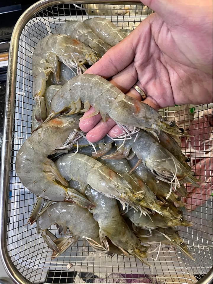 Udang Kupas Utuh Cumi Ikan Baronang