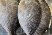 Udang Kupas Utuh Cumi Ikan Baronang