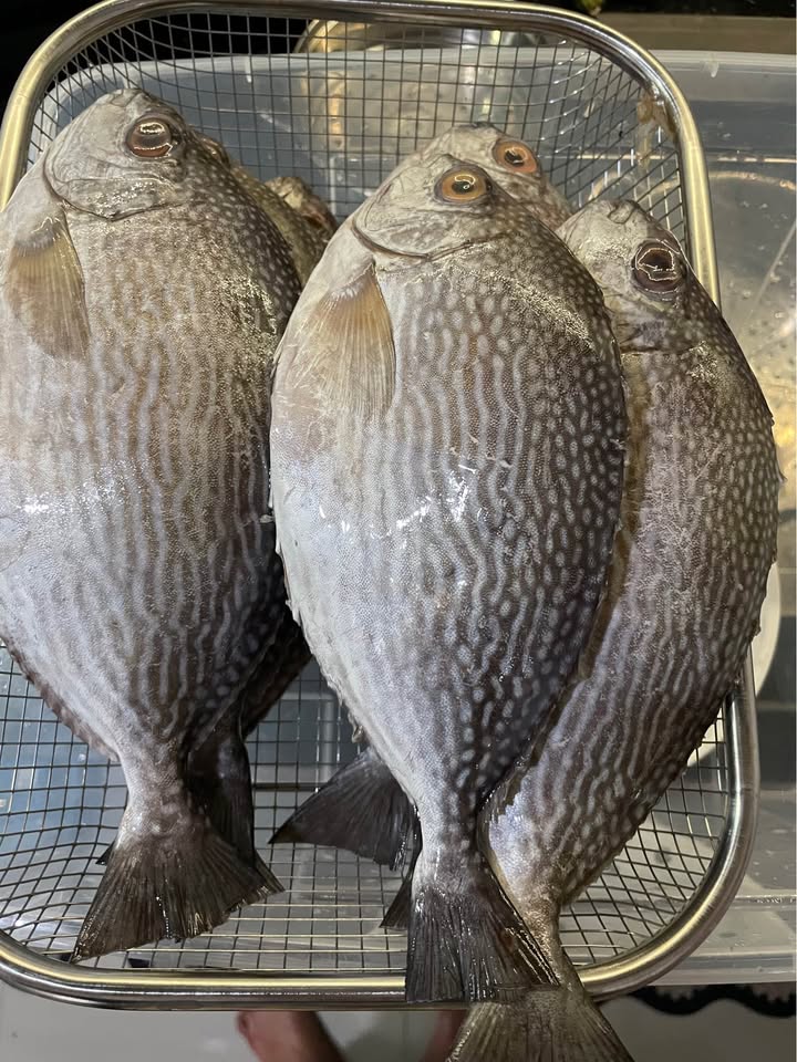 Udang Kupas Utuh Cumi Ikan Baronang