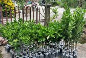 Bibit jeruk asli siap tanam