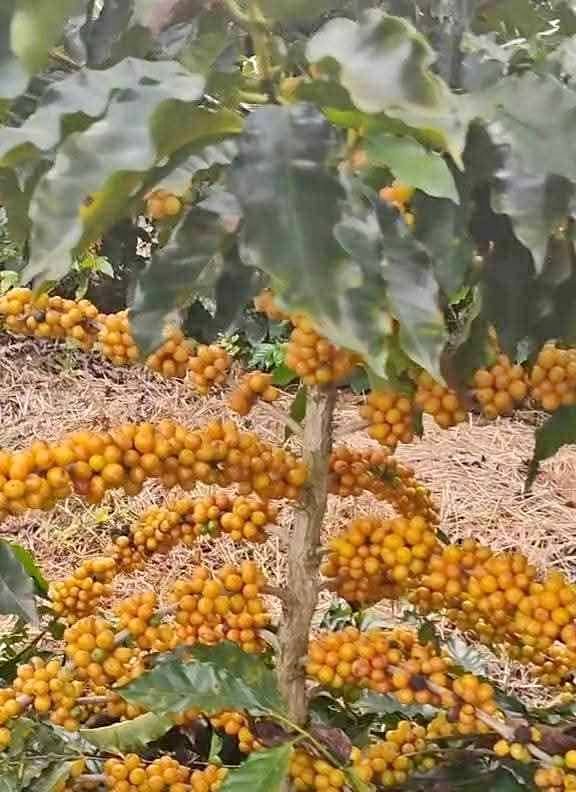 Bibit kopi kualitas unggul