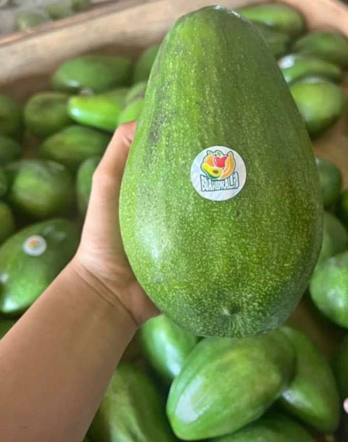 Alpukat mentega super jumbo