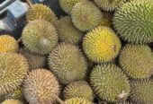 Durian lokal fresh manis dan pahit