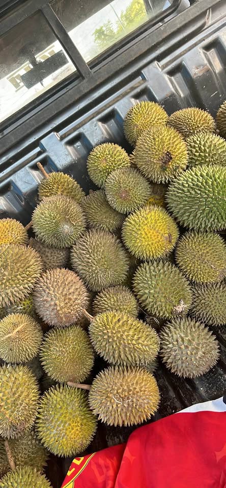 Durian lokal fresh manis dan pahit