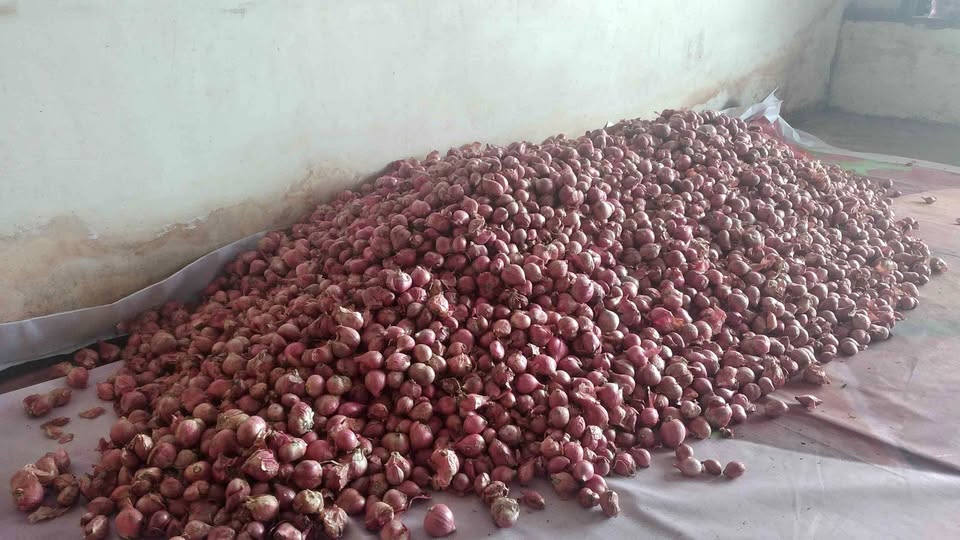 Bawang merah kering fresh