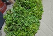 Sayur pakis segar fresh baru petik