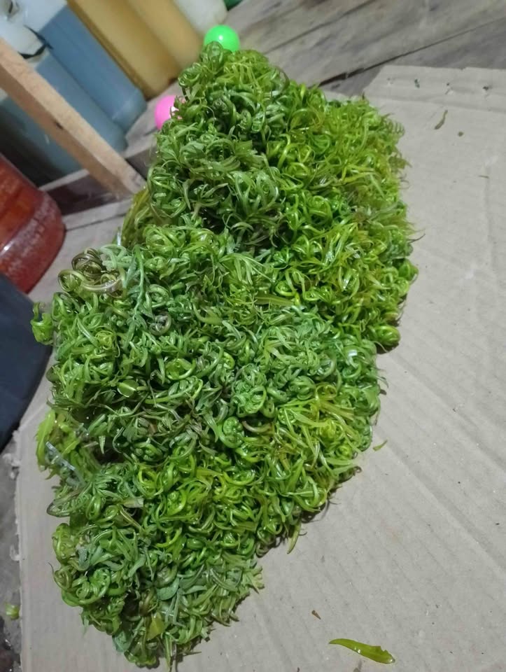 Sayur pakis segar fresh baru petik
