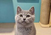 OPEN adopt Kucing BSH LILLAC