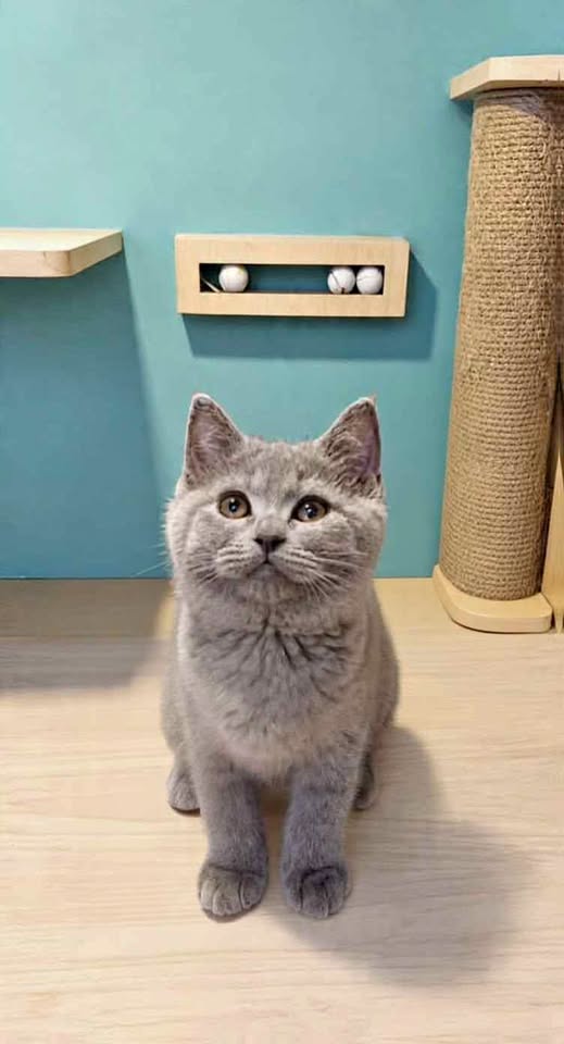 OPEN adopt Kucing BSH LILLAC