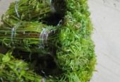 Sayur pakis segar fresh baru petik