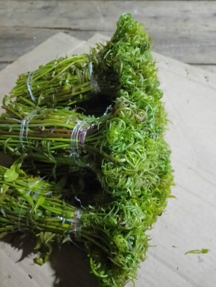 Sayur pakis segar fresh baru petik