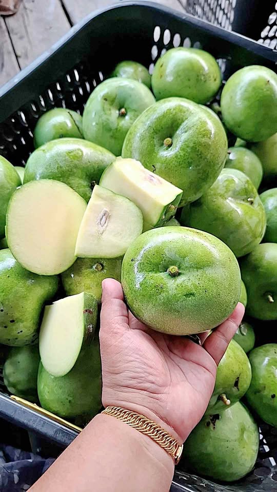 Mangga apel tuha kriuk mentah asinan rujak