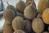Durian lokal fresh manis dan pahit