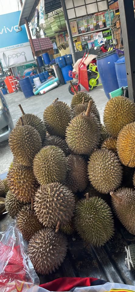 Durian lokal fresh manis dan pahit