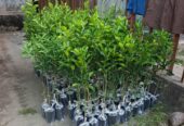 Bibit jeruk asli siap tanam