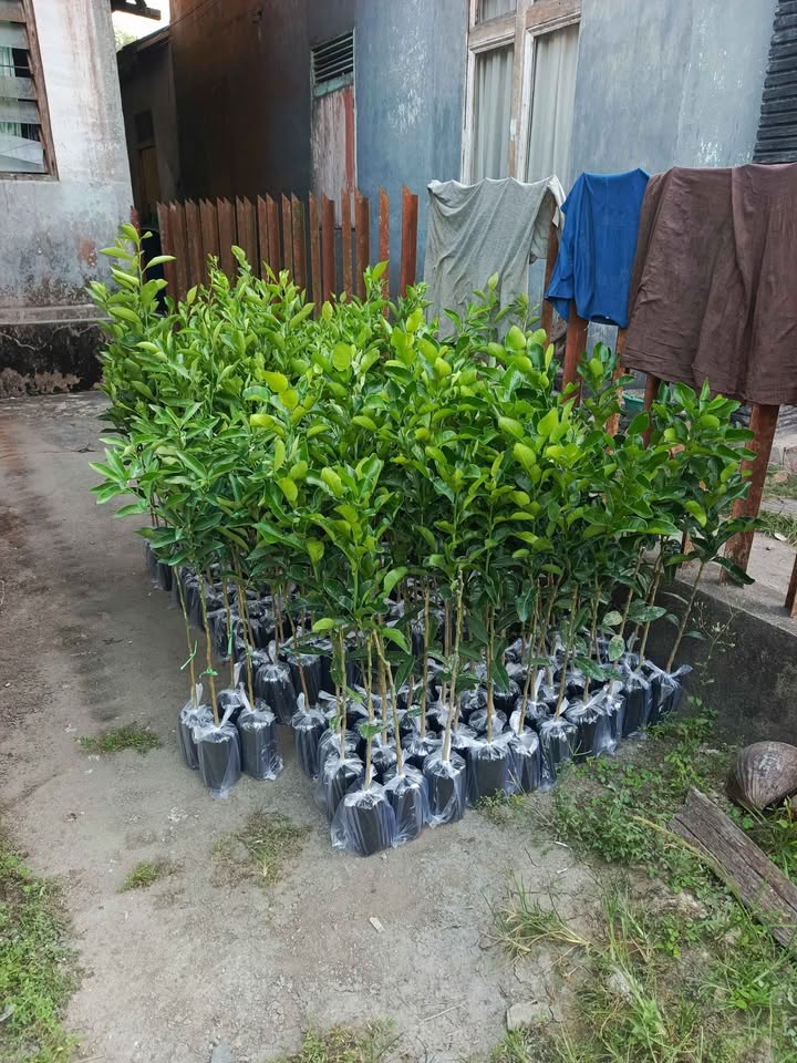 Bibit jeruk asli siap tanam