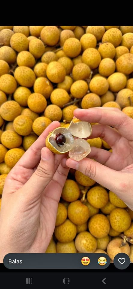 Buah buahan segar super fresh