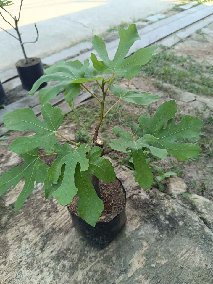 Bibit tin hasil cangkok stabil cepat berbuah