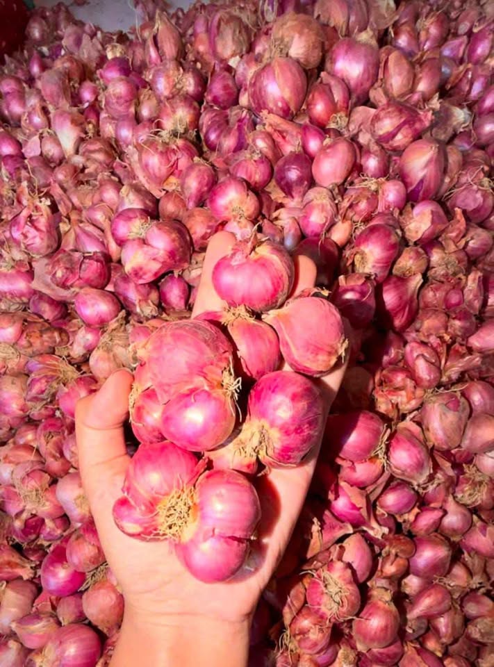 Bawang merah kering fresh