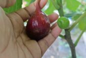 Bibit tin hasil cangkok stabil cepat berbuah
