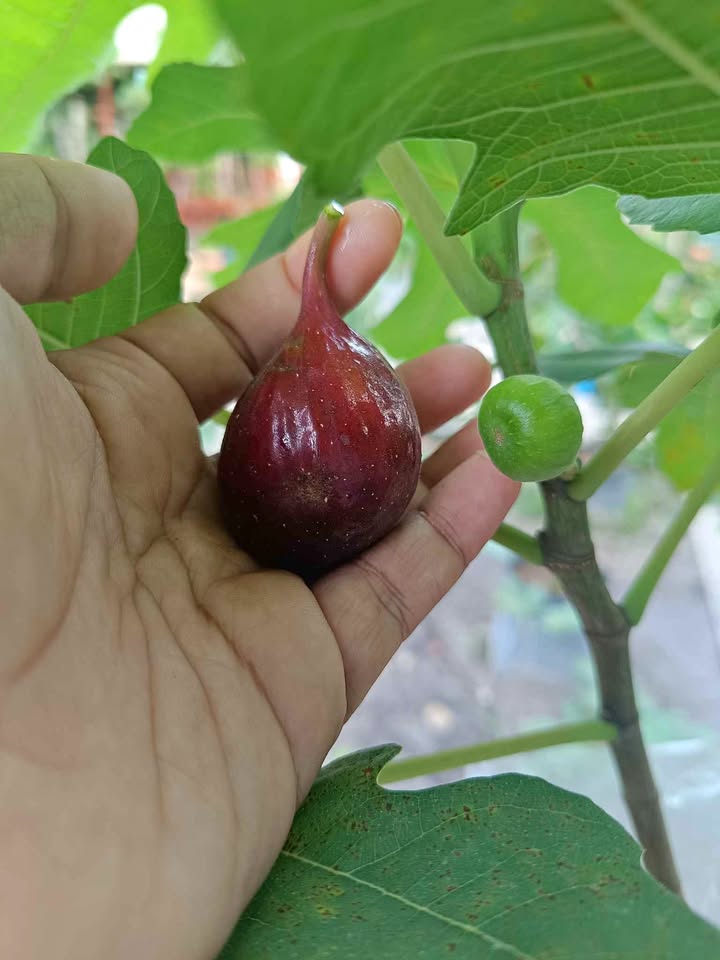 Bibit tin hasil cangkok stabil cepat berbuah