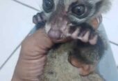 Jual baby musang umur 1/5 bulan