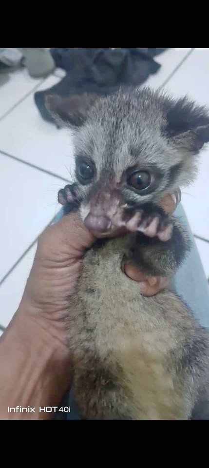Jual baby musang umur 1/5 bulan
