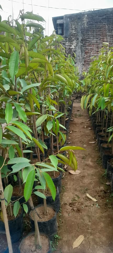 Bibit durian super unggul