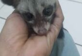 Jual baby musang umur 1/5 bulan