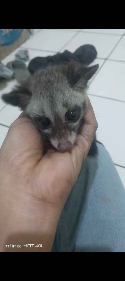 Jual baby musang umur 1/5 bulan