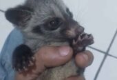 Jual baby musang umur 1/5 bulan
