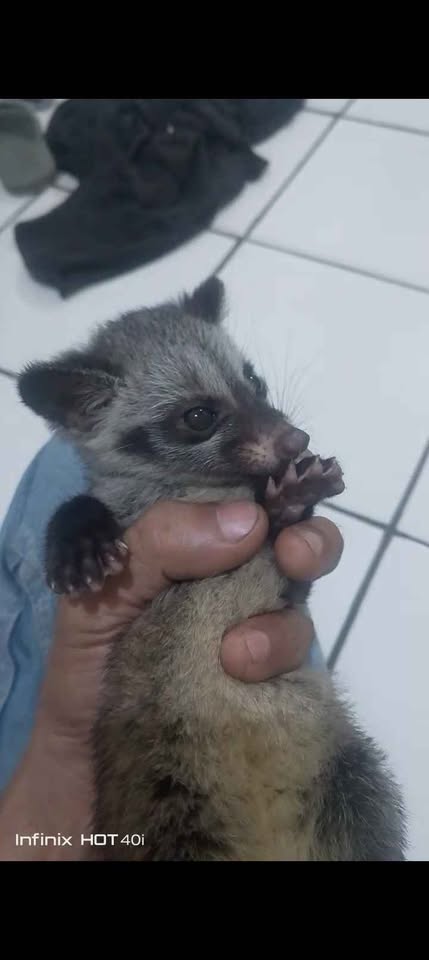 Jual baby musang umur 1/5 bulan