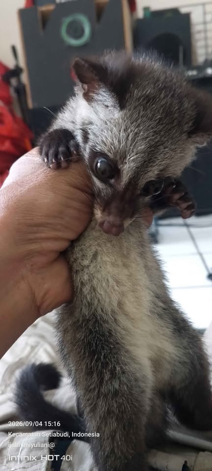 Jual baby musang umur 1/5 bulan