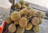 Durian kampong lunak💯 legit