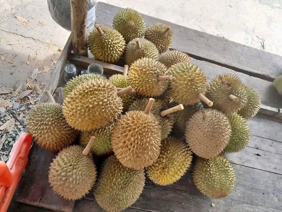 Durian kampong lunak💯 legit