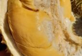 Durian kampong lunak💯 legit
