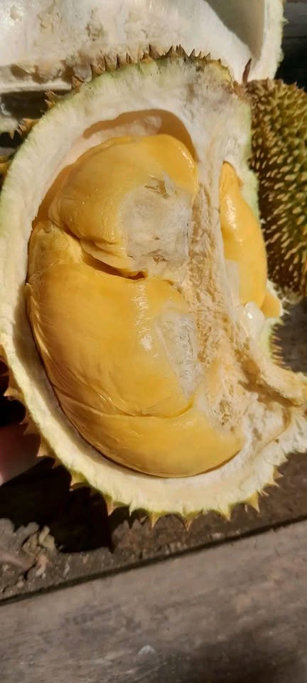 Durian kampong lunak💯 legit