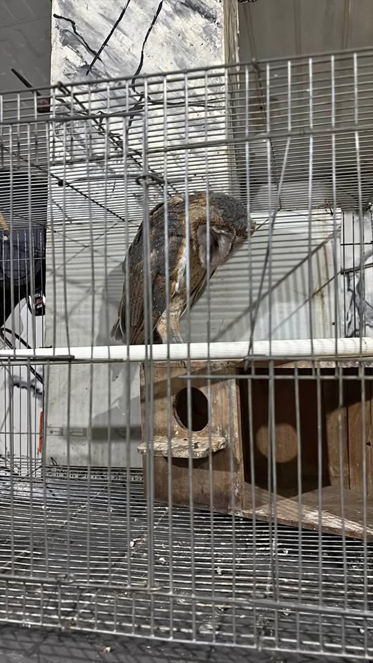 Jual burung hantu tyto alba