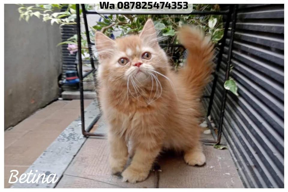 kucing persia flatnose betina