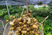 Bibit kelengkeng new kristal