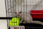 OPEN adopt Kucing BSH LILLAC