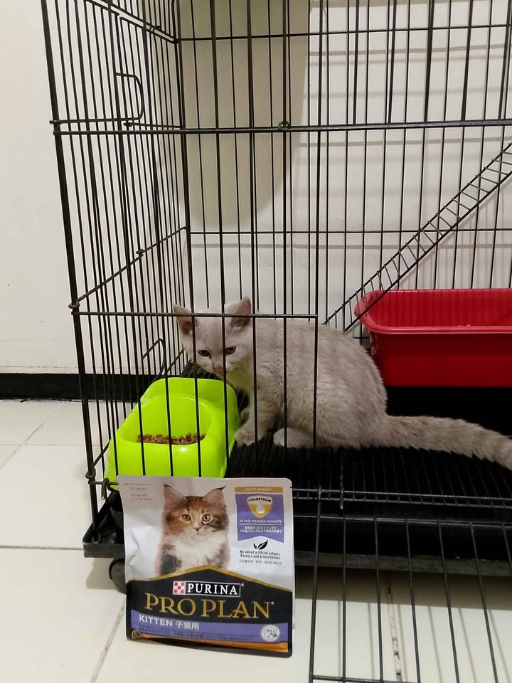 OPEN adopt Kucing BSH LILLAC