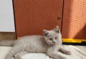 OPEN adopt Kucing BSH LILLAC
