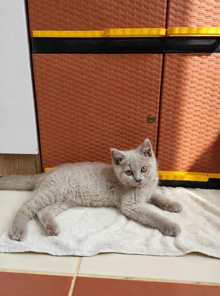 OPEN adopt Kucing BSH LILLAC