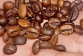 Biji kopi temanggung kualitas prima