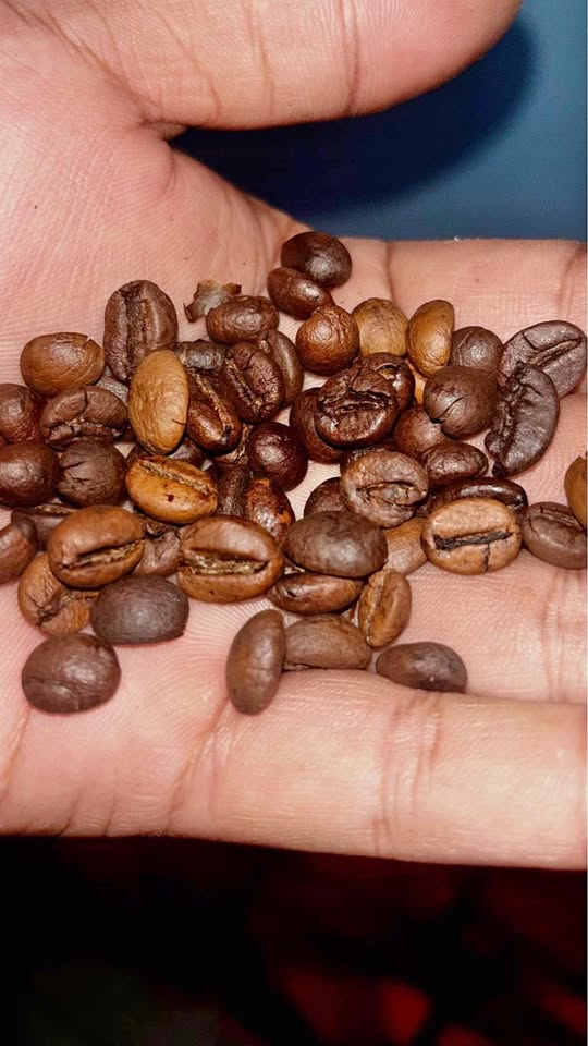 Biji kopi temanggung kualitas prima