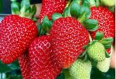 Buah strawberry fresh baru petik