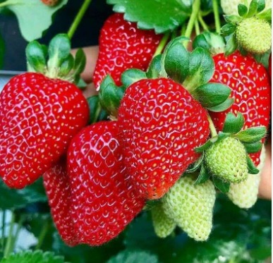 Buah strawberry fresh baru petik